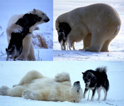 http://syahreeeeena.files.wordpress.com/2009/02/playful-polar-bear-001.jpg?w=400&h=343